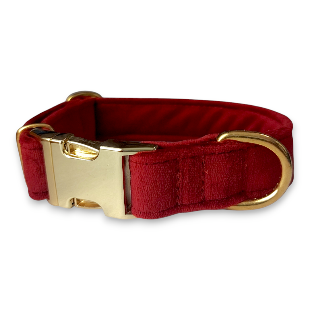 obroża welurowa dla psa ze złotymi okuciami obroża welurowa dla psa ze złotymi okuciami